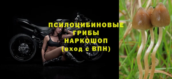 PSILOCYBIN Бородино